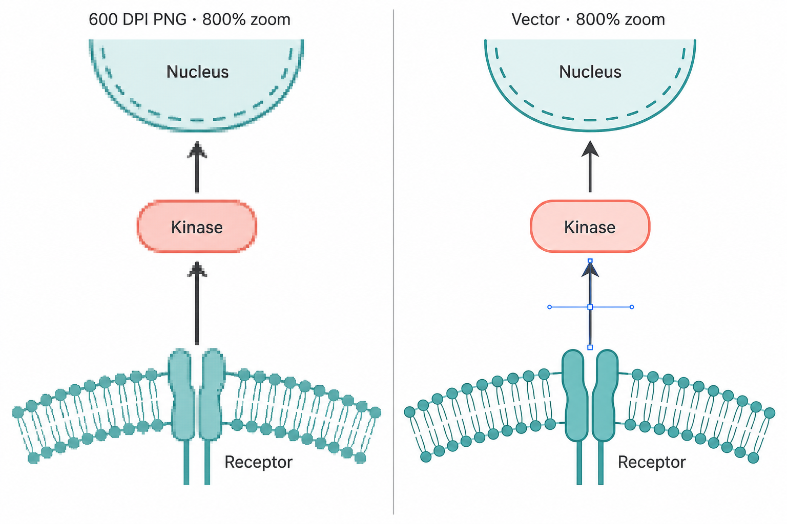 The same receptor-to-nucleus signaling diagram at 800 percent zoom, exported as a 600 DPI PNG on the left and as vector paths with visible anchor points on the right